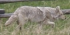 Vieux loup de Yellowstone NP